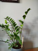 آنتن گرافیتی مسی الکتروکالچر نخل زیور برای دفع آفات و تقویت رشد گیاهان